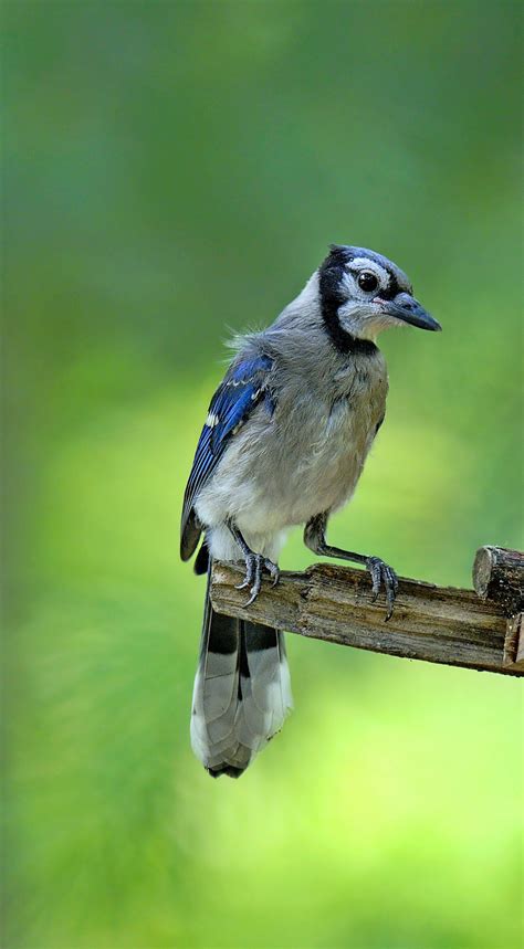 The Blue Jay Range Is Expanding Westward - Birds and Blooms