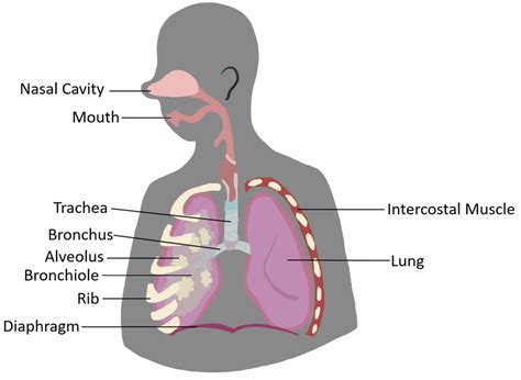 Parts Of Breathing System