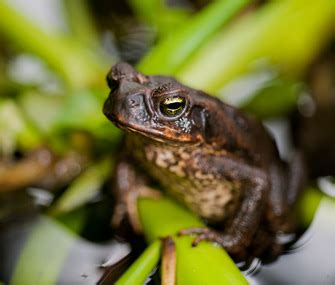 Beware Toads That Are Poisonous to Dogs and Cats