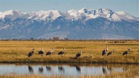 Monte Vista National Wildlife Refuge (Alamosa) - 2020 All You Need to Know BEFORE You Go (with ...