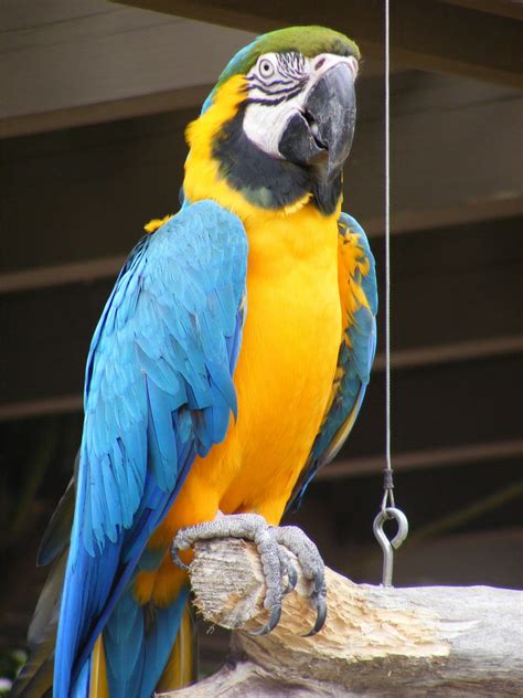 Blue And Gold Macaw Free Stock Photo - Public Domain Pictures