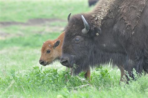 Bison: Oklahoma's State animal | News | tulsaworld.com