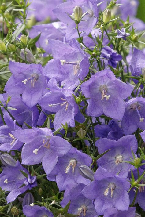 Spring Bell™ 2.0 Blue Bellflower, Campanula hybrid, Monrovia Plant