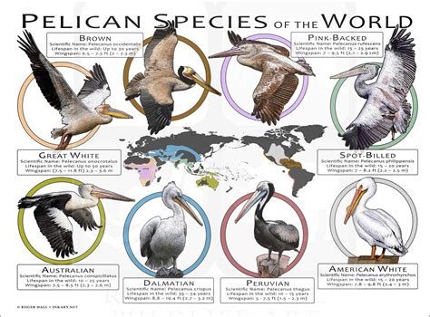 Pelican Species of the World Poster Print