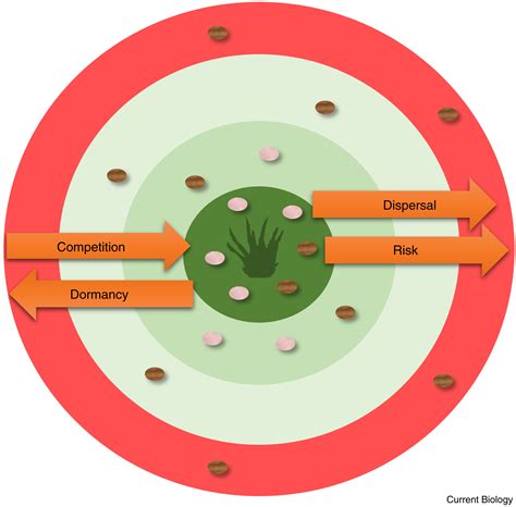 Seed dormancy and germination: Current Biology