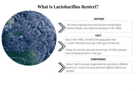 The Vital Role Lactobacillus Reuteri Plays In Your (and Your Babies) Health | Prana Thrive