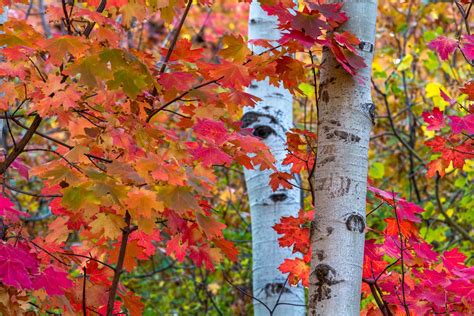 Utah Fall Colors – Big Mountain Pass OE | Clint Losee Photography