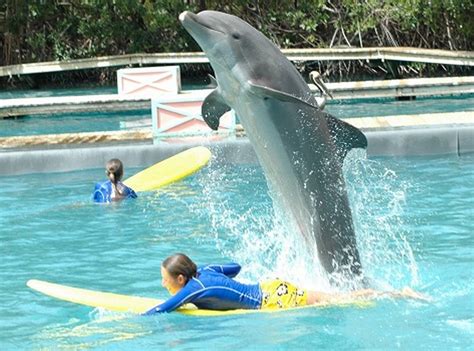 What happens to the animals if Miami Seaquarium closes? | Miami Herald