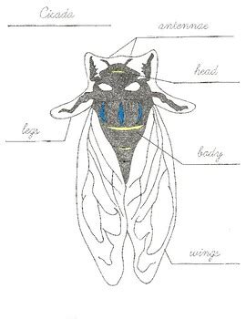 Parts of a Cicada Control Sheet by SavageStudios | TPT