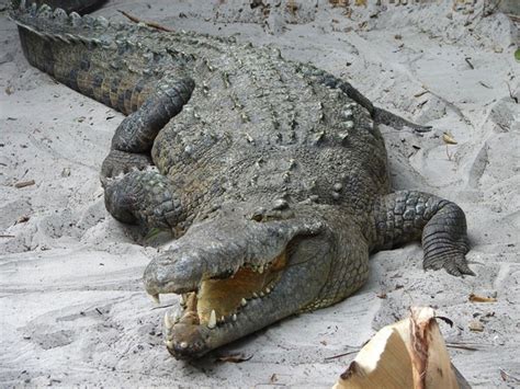 The 8 Main Differences Between Alligators and Crocodiles | Owlcation