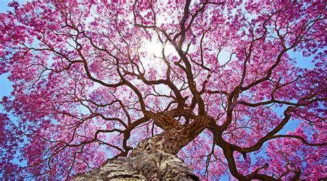 2048x1152 Pink Tree 4k Wallpaper,2048x1152 Resolution HD 4k Wallpapers ...