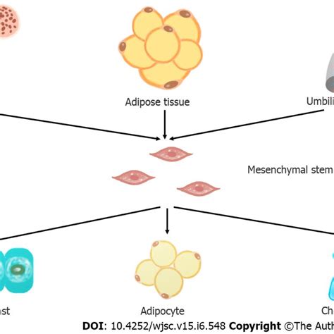 Common sources and differentiation potential of mesenchymal stem cells ...