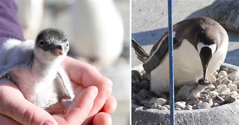 Edinburgh Zoo Welcomes Nine Tiny Gentoo Penguins: See Photos!