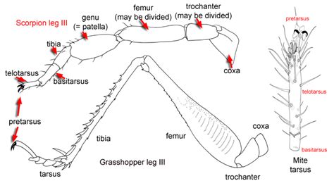 Some insect larvae (e