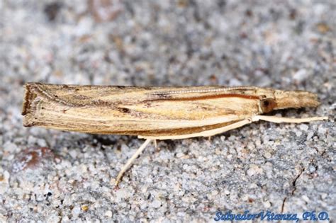 Lepidoptera-Crambidae-Fissicrambus-Crambine snout moths (B) - Urban Programs - El Paso County