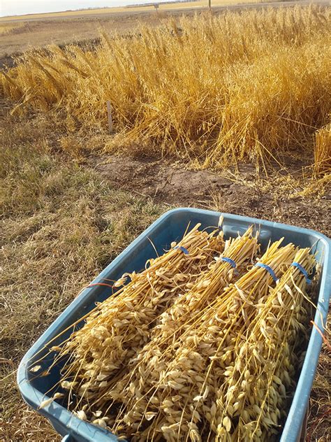 Developing better oat varieties - Top Crop ManagerTop Crop Manager