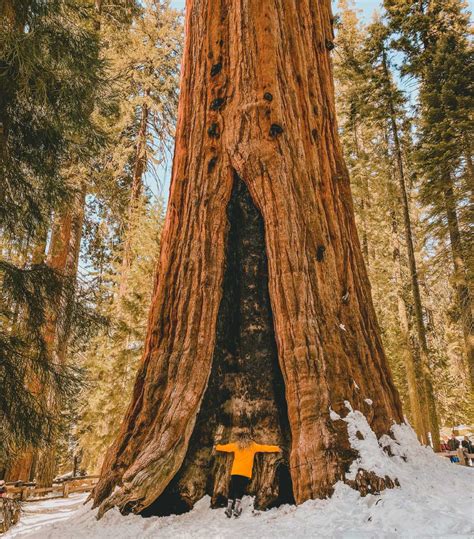 Sequoia National Park (California) - Travel Guide for Winter