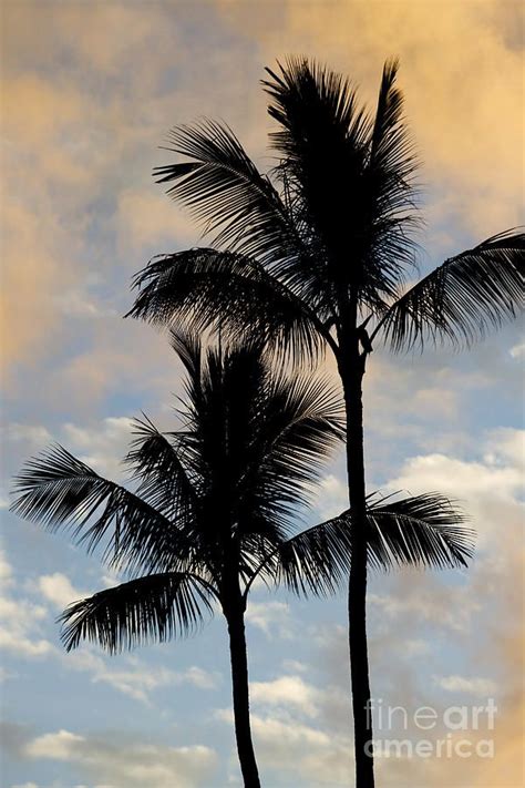 Palm Tree Sunset - Hawaii | Palm tree sunset, Sunsets hawaii, Palm tree ...