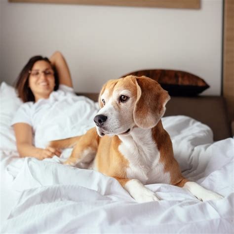 Cheap Pet Friendly Motels | USA Today