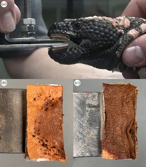 (a) Adult male Heloderma suspectum (CPP-66) biting force transducer in... | Download Scientific ...