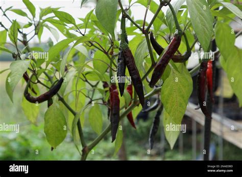 Close up of few maroon color chilli spikes hangs, on the stem of a rare ...