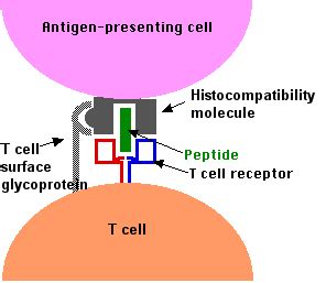 T cell receptor binding to MHC-antigen complex.