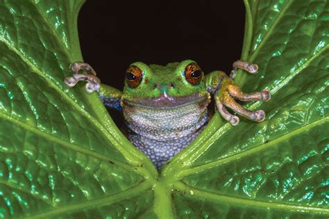 Frogs have colonised almost every corner of the planet, from the frozen Arctic tundra to the dry ...