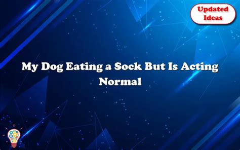 My Dog Eating A Sock But Is Acting Normal - Updated Ideas