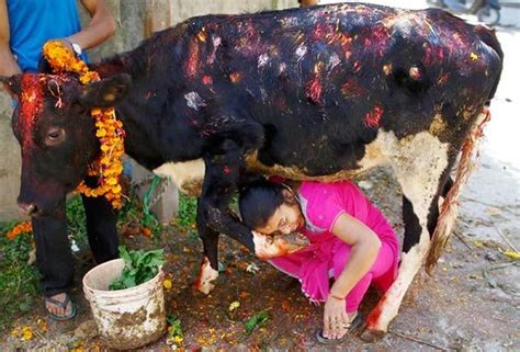 Nepal - National animal - Cow