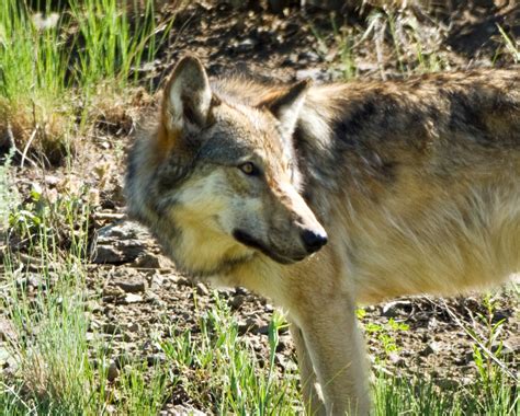 Photos by David Douglas: Yellowstone Wolves