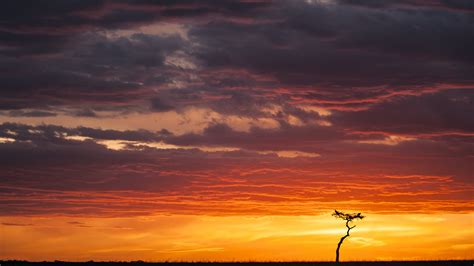 Grassland - Tropical — pete downing photographer