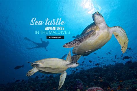 7 fun ways to experience Maldives sea turtles | Resort News & Things To Do In The Maldives ...