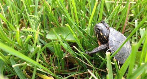 How to take care of baby water turtles It is quite simple! All we need ...