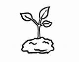 Sprout Sharing Show Coloring Pages sketch template
