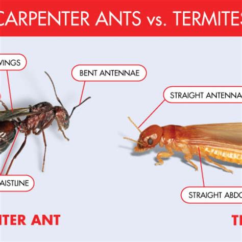 Flying Carpenter Ants Vs Termites