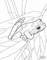 Green Eyed Tree Frog coloring Page  Free Printable Coloring Pages sketch template