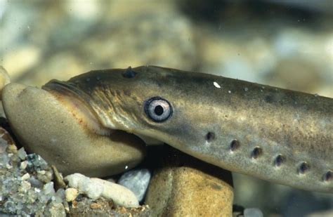 Lamprey Eel Habitat – My planet blog