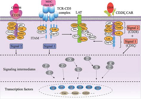 CD28 Signaling Pathway