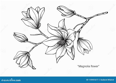 Magnolia Flower Drawing Illustration. Black and White with Line Art. Stock Vector - Illustration ...