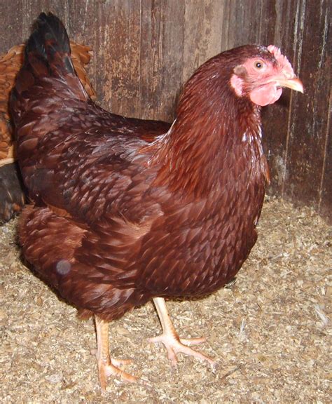 Rhode Island Red For Sale | Chickens | Breed Information | Omlet