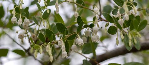 Photo #75656 | Vaccinium arboreum | plant lust