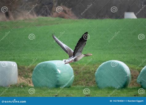 Flying Grey Geese in Spring Stock Image - Image of grey, isolated: 142784061