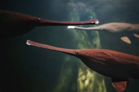 Paddlefish - A-Z Animals