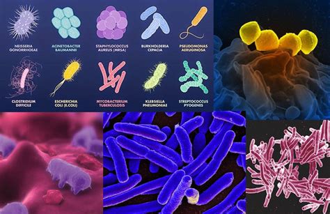 Pathogens: The Microorganisms That Cause Disease | Steve Gallik