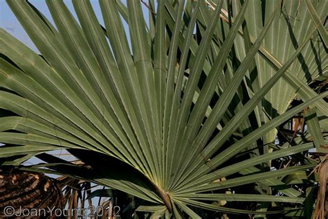 South African Photographs: Ilala Palm (Hyphaene natalensis)