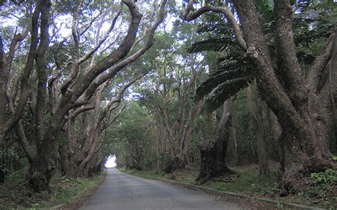 MAHOGANY TREE FOR SALE NORTH FORT MYERS