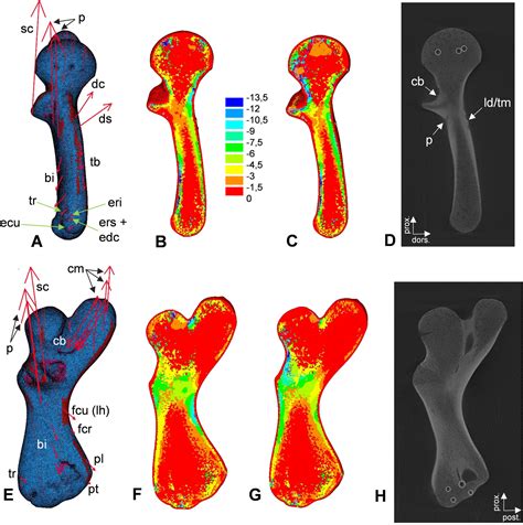 Humerus osteology, myology, and finite element structure analysis of Cheloniidae - Krahl - 2020 ...