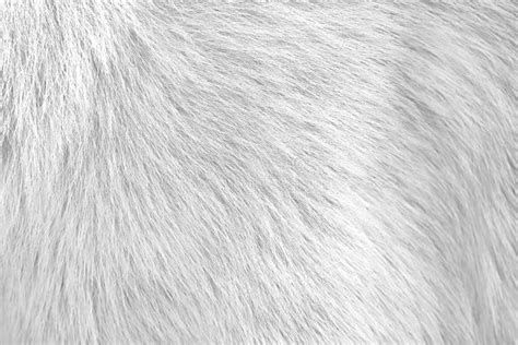 199 Dog Fur Texture Seamless Stock Photos - Free & Royalty-Free Stock ...