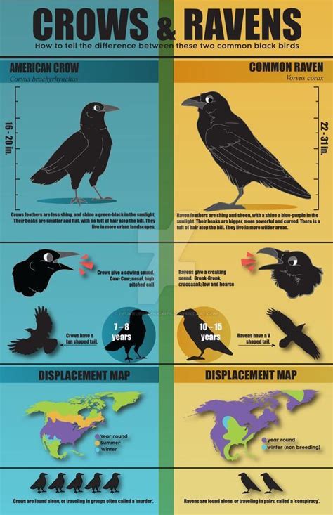 Difference between crows and ravens : r/coolguides