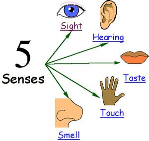 Senses explained for children | Hearing, touch, sight, smell and taste ...